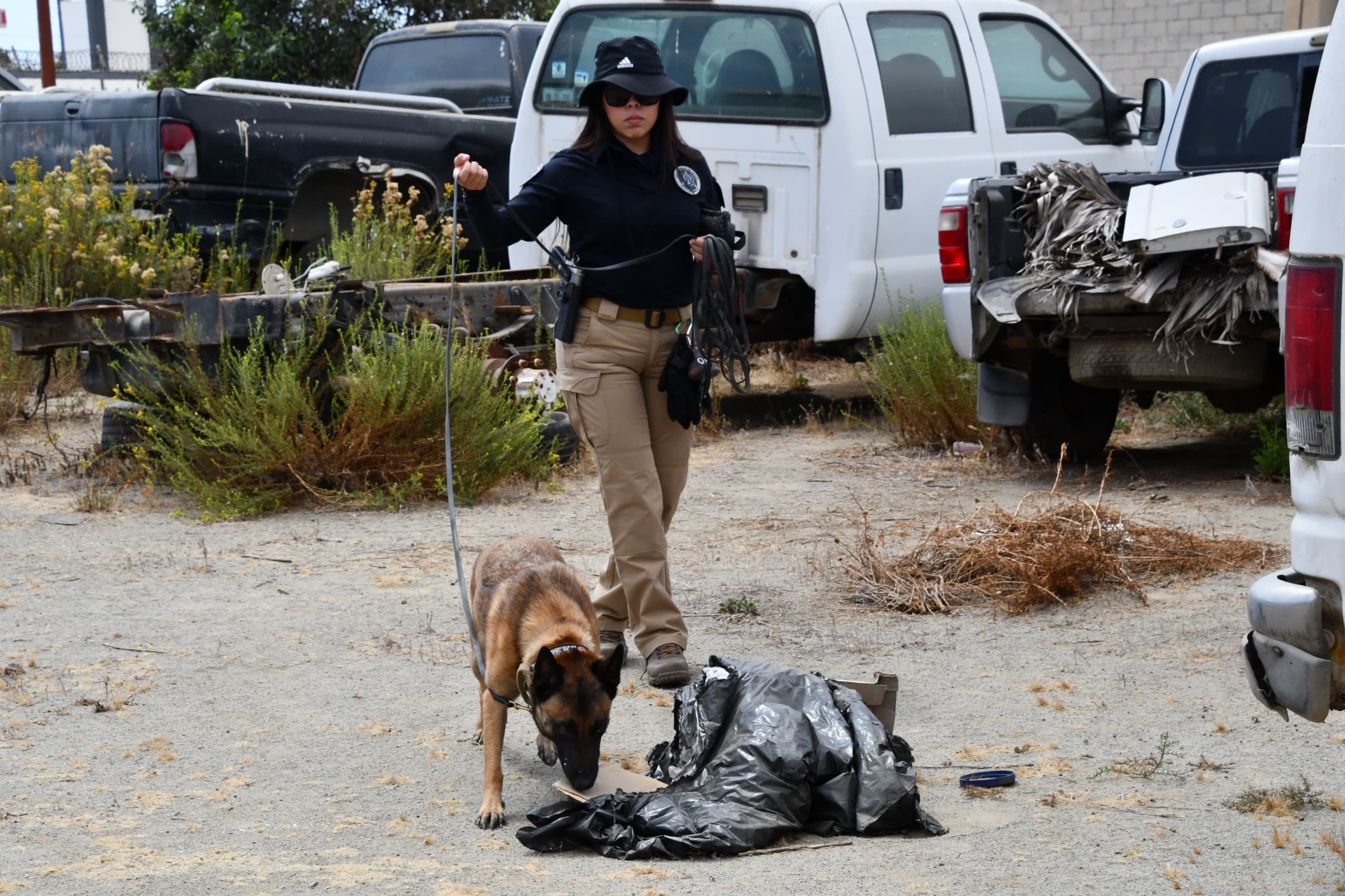 Obtiene Unidad K-9 de la Fiscalía de Baja California certificación internacional que fortalece sus capacidades operativas