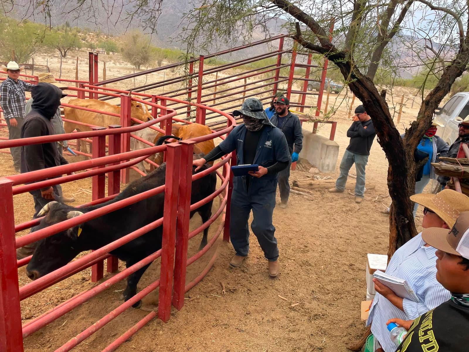 SADER BC inicia barrido sanitario para fortalecer la vigilancia contra la tuberculosis bovina