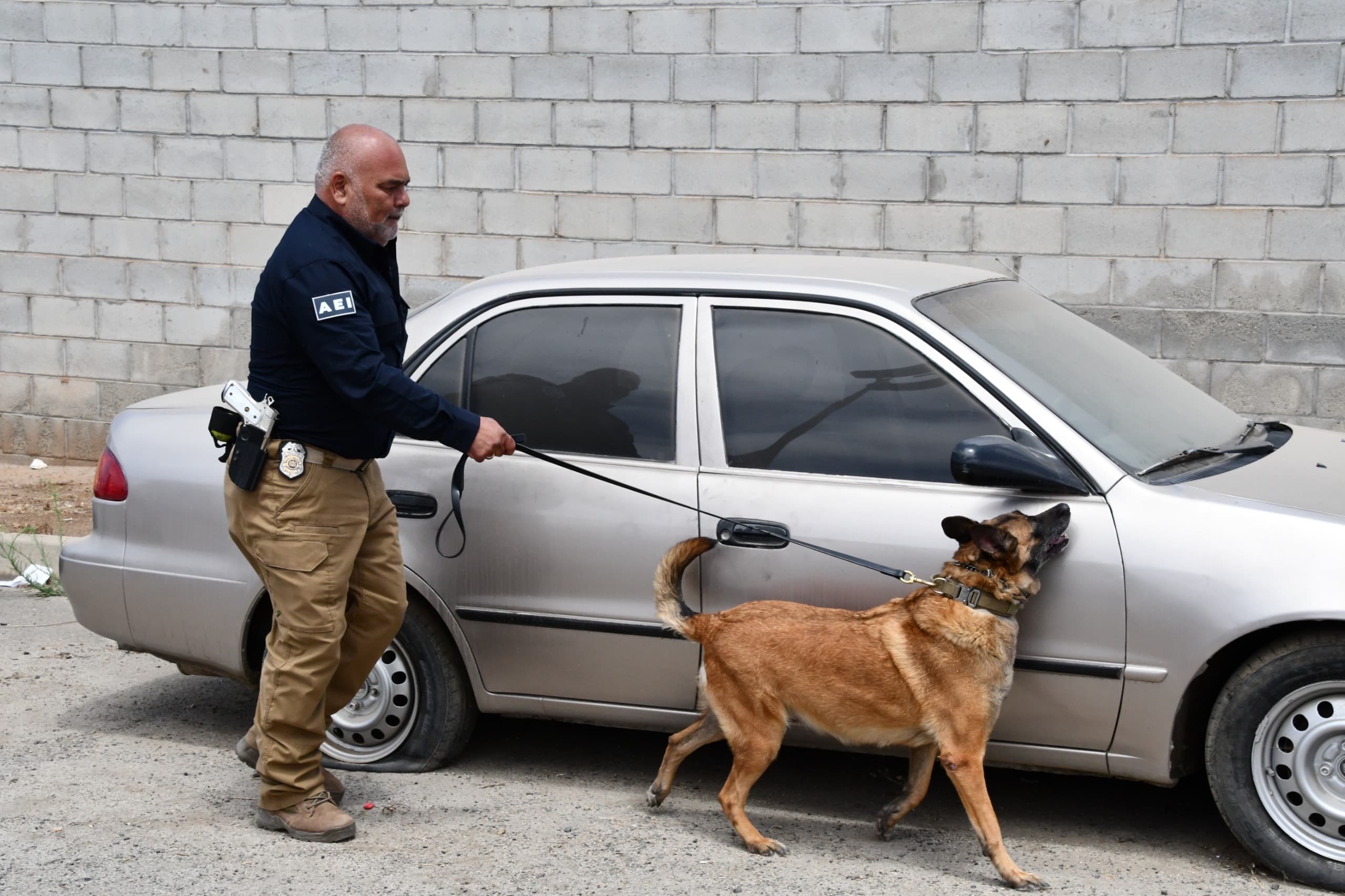 Obtiene Unidad K-9 de la Fiscalía de Baja California certificación internacional que fortalece sus capacidades operativas