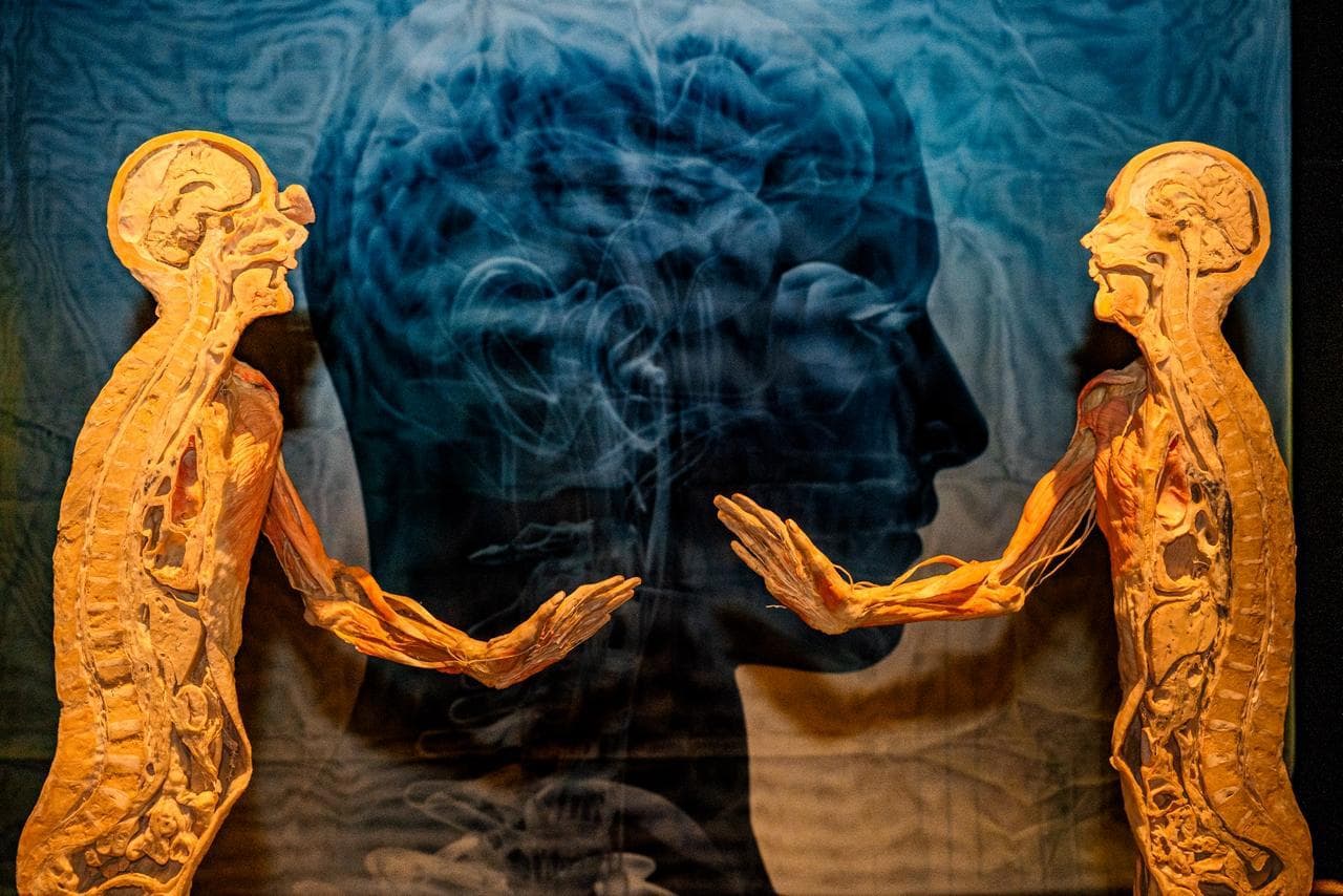 Invita gobierno de Claudia Agatón a exhibición sobre cuerpo humano en Caracol Museo de Ciencias