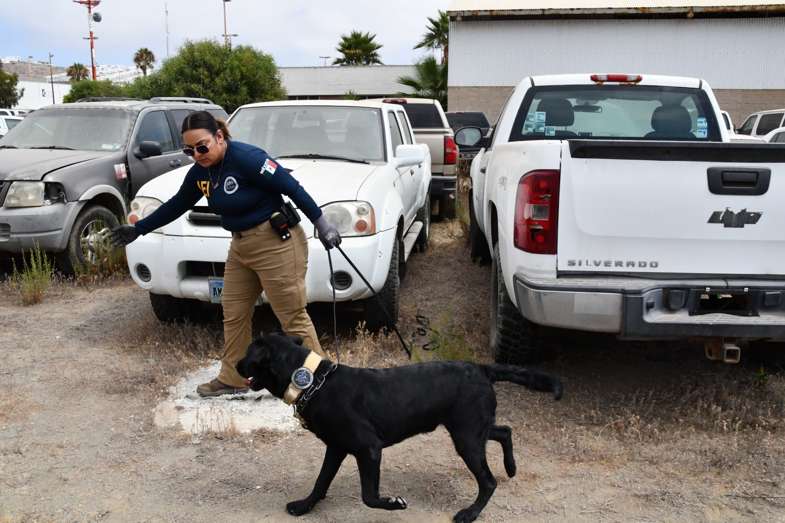 Obtiene Unidad K-9 de la Fiscalía de Baja California certificación internacional que fortalece sus capacidades operativas